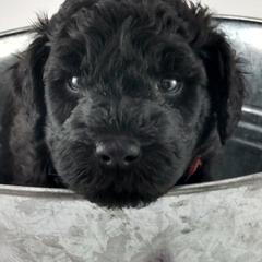Poodle and Whoodle Puppies from Twin Pines