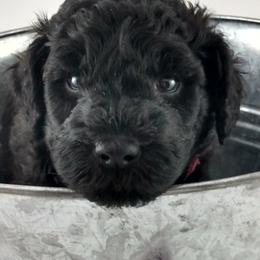 Poodle and Whoodle Puppies from Twin Pines
