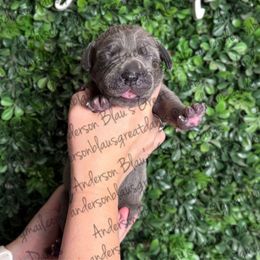 Thunder - Blue male Great Dane puppy in Granbury, Texas from Anderson Blau’s Great Danes & French Bulldogs