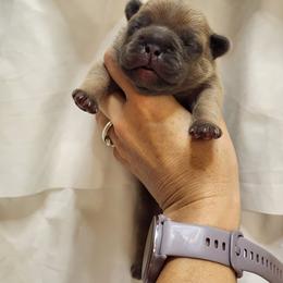 Benny - Blue fawn male French Bulldog puppy in San Antonio, Texas from Chary's Elite Frenchies