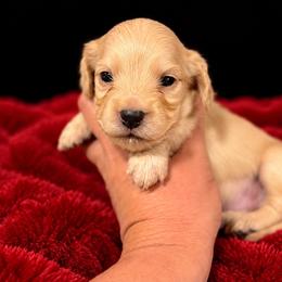 Tucker - Cream male Dachshund puppy in Shelbyville, Tennessee from Dixieland Dachshunds of Tennessee