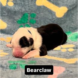 BEARCLAW - Black and white male Sheepadoodle puppy in Riverside, California from Downtown Doodles & Frenchies