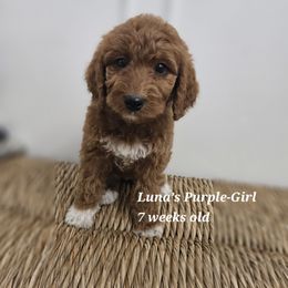 Purple - Red female Labradoodle puppy in Payson, Utah from Utah County Labradoodles