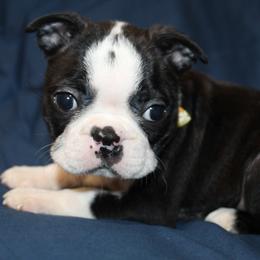 Maya Girl 5 - Black brindle and white female Boston Terrier puppy in Brooksville, Florida from I Love Pups