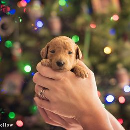 Poodle Puppies from Miller Creek Standard Poodles