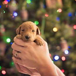 Poodle Puppies from Miller Creek Standard Poodles