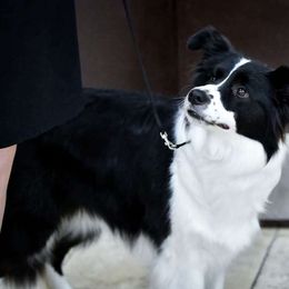 Rush - Border Collie