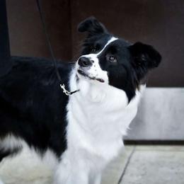 Rush - Border Collie
