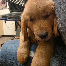 Boy 2 (orange collar) - Dark golden male Golden Retriever puppy in Lawtey, Florida from Rise and Shine Goldens