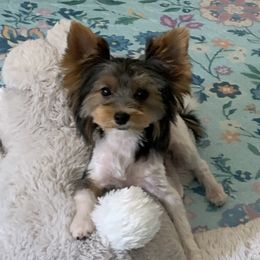 Boen - Black tan and white male Biewer Terrier puppy in Little Elm, Texas from Lilly's Biewer Terriers