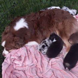 Australian Shepherd Puppies from Melick Kennels