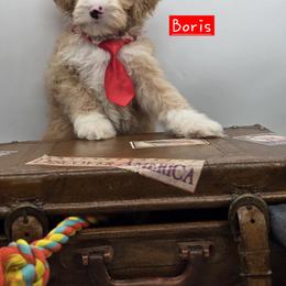 Bernedoodle and Goldendoodle Puppies from Granton Creek