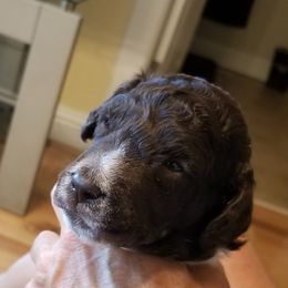 Poodle Puppies from N'Co. Parti Poodles