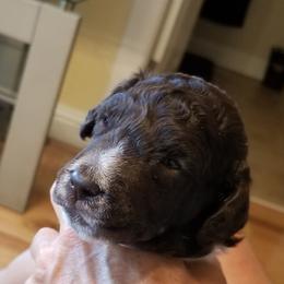 Poodle Puppies from N'Co. Parti Poodles