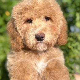 Maryam - Red  female Goldendoodle puppy in Tucson, Arizona from Adored Poodle & Doodles