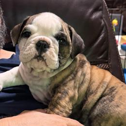Bill Anderson - Brown Collar - Red brindle and white male Bulldog puppy in Krum, Texas from K & K Little Blessings