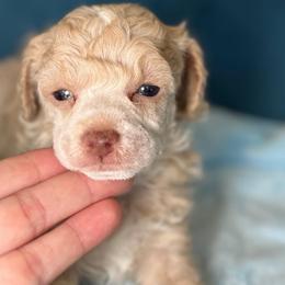 Tawny - Cream female Poodle puppy in Yuciapa, California from AlltheDoodlez_