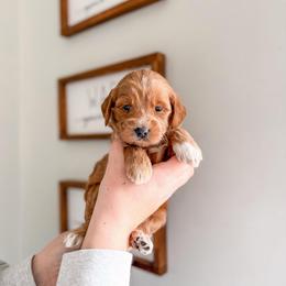 Icesprig - Red  female Goldendoodle puppy in Greencastle, Indiana from Willow & Co.