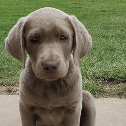 Dilute Retrievers from Shadow Grass Labs