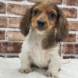 Emil - Dapple male Dachshund puppy in Industry, Illinois from KDKs Kennels