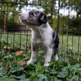 Furina - Blue merle female Border Collie puppy in Paola, Kansas from New Dawn Border Collies