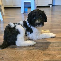 Babe - Black and white female Bernedoodle puppy in Mckenzie, Tennessee from Small Town Doodles & Poodles