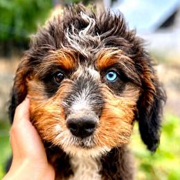 Tiger - Tri-color male Bernedoodle puppy in Highland, Utah from Angel Pups Deluxe