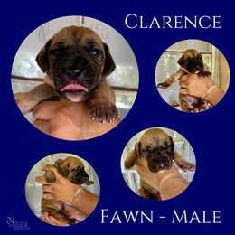 Clarence - Fawn male Great Dane puppy in Longview, Texas from Noctua Kennels