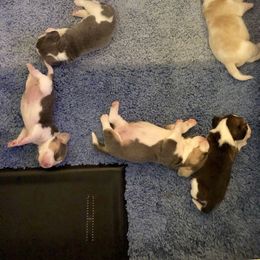 Beagle Puppies from Allegro Beagles