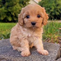 Buzz - Red male Cavapoo puppy in Salt Lake City, Utah from SunnySide Mini Doodles