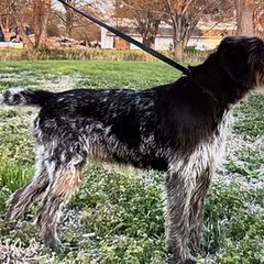 Luna - Deutsch-Drahthaar