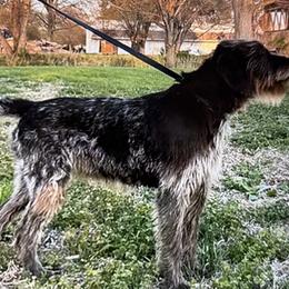 Luna - Deutsch-Drahthaar