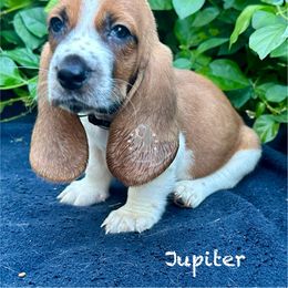 Jupiter - Mahogany and white male Basset Hound puppy in Dingess, West Virginia from Tuckers' Howling Hounds