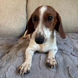 Rose - Dachshund
