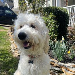 Fiona - Goldendoodle