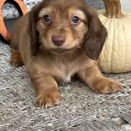 Orbit - Chocolate and cream male Dachshund puppy in Paw Paw, Michigan from Mulberry Meadow Farms
