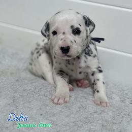 Delta -Navy collar - White and black female Dalmatian puppy in Whitwell, Tennessee from Rock a Dalmatian “RockADal”