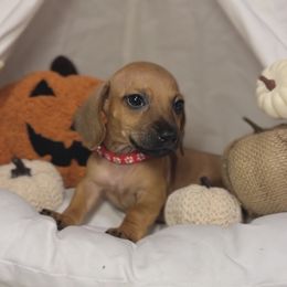 Clover - Red male Dachshund puppy in Phoenix, Arizona from Lengthydog.co