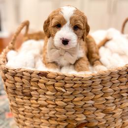 Charlie Brown - Red male Bernedoodle puppy in Sulphur, Louisiana from Curly Q’s Of Carlyss