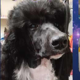 Olenna - Poodle