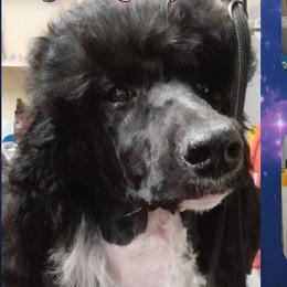 Olenna - Poodle