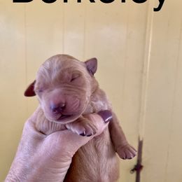 Berkeley - Yellow male Labrador Retriever puppy in Mineral, Virginia from Canine Assist