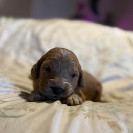 Eeyore - Apricot male Goldendoodle puppy in Jacksonville, Florida from Dandelion Doodles