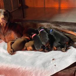 Doberman Pinscher Puppies from Jensen Dobermans