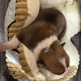 Dasher - Sable male Pembroke Welsh Corgi puppy in Nortonville, Kansas from Low Riders Corgis & Mini Aussies