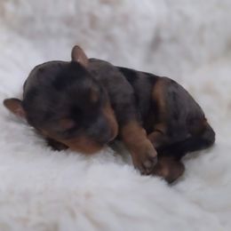 Ferrari - Blue merle female Aussiedoodle puppy in North Royalton, Ohio from Johnson's Doodles