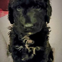 Bernedoodle Puppies from Sanchez Bernedoodle Puppies