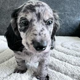 Arrow - Dapple male Dachshund puppy in Ocala, Florida from Weenie Boops