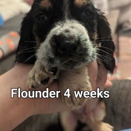Flounder - Black brown and white Basset Hound puppy in Cardington, Ohio from Buckeye Bassets 419