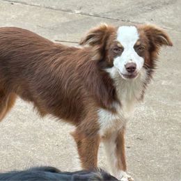 Boy 3 - Red tri male Miniature Australian Shepherd puppy in Hokes Bluff, Alabama from Alegria Toy Aussies